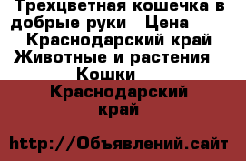 Трехцветная кошечка в добрые руки › Цена ­ 1 - Краснодарский край Животные и растения » Кошки   . Краснодарский край